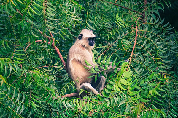 The Grass Monkey